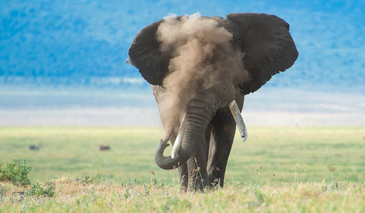 Wildnature Q&A 2020 image
