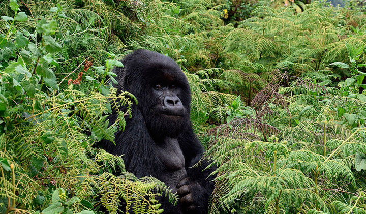The Gorillas of Rwanda National Park - Through the Lens image
