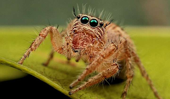 Basics of Macro Photography image