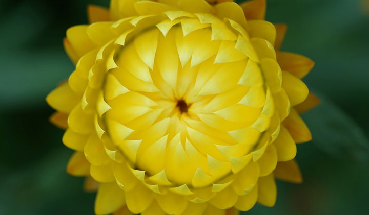 My Journey into the World of Macro Photography image
