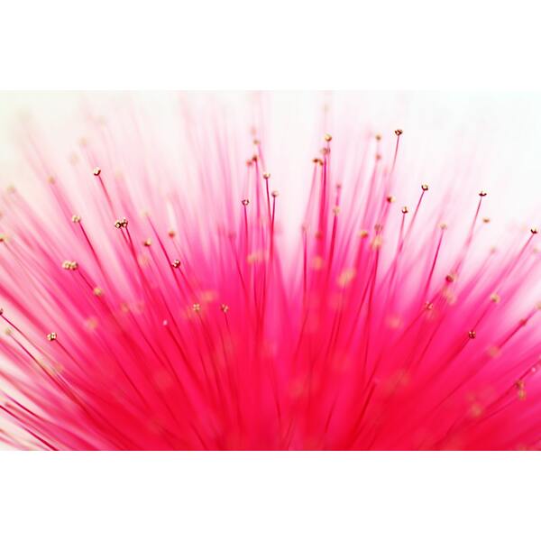 Macro Photography: Beginner's Guide to Gear, Settings and Technique image